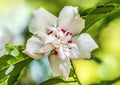 White Crimsoneyed Rosemallow Hibiscus Flower Tucson Arizona Royalty Free Stock Photo