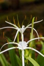 White Crinum bloom