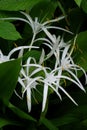 White Crinum Lillies in Rain Forest