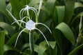 Crinum Lily