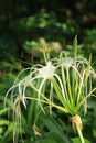 White Crinum Lily bloom in the garden.