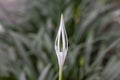 White Crinum Lily, Cape Lily, Spider Lily or Poison Bulb flower bud in the garden.