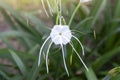 White Crinum Lily, Cape Lily, Spider Lily or Poison Bulb flower bloom in the garden.