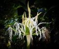 White crinum lily