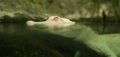 White Crocodile Royalty Free Stock Photo