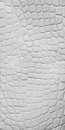 White crocodile leather texture