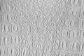 White crocodile leather texture Royalty Free Stock Photo