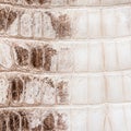 White crocodile leather texture Royalty Free Stock Photo