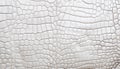 White crocodile skin texture background. Royalty Free Stock Photo