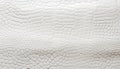 White crocodile skin texture background. Royalty Free Stock Photo