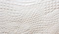 White crocodile skin texture background. Royalty Free Stock Photo