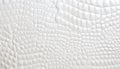 White crocodile skin texture background. Royalty Free Stock Photo