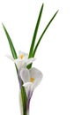 White Crocus Royalty Free Stock Photo