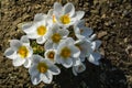 White Crocus Ard Schenk. Soft focus of spring nature with close-up of white crocus. Nature concept for spring design Royalty Free Stock Photo