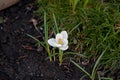 White crocus outdoors Royalty Free Stock Photo