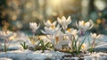 The White Crocus Blossoms.AI generated image Royalty Free Stock Photo