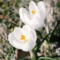 White crocus - Crocus heuffelianus