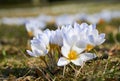 White crocus flower blossoms at spring Royalty Free Stock Photo