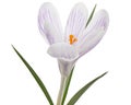 White crocus flower with blue stripes, isolated on white background Royalty Free Stock Photo