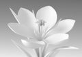 White Crocus Flower On Gradient Background