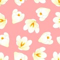 White Crocus Flower on Light Pink Background. Vector Illustration