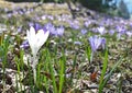 White Crocus flower with Purple Crocuses background Royalty Free Stock Photo