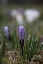 white crocus flower with purple stipes Royalty Free Stock Photo