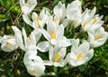 White crocus flowers bloom in the sunlight of a spring garden. Royalty Free Stock Photo