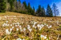 White crocus flowers blooming on the spring meadow Royalty Free Stock Photo