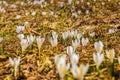 White crocus flowers blooming on the spring meadow Royalty Free Stock Photo