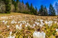 White crocus flowers blooming on the spring meadow Royalty Free Stock Photo