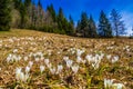 White crocus flowers blooming on the spring meadow Royalty Free Stock Photo