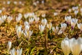 White crocus flowers blooming on the spring meadow Royalty Free Stock Photo