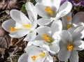 White crocus flowers close-up. Flowering in early spring.  Primroses in the garden. Natural  beautiful spring background Royalty Free Stock Photo