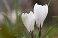 White crocus flowers closeup Royalty Free Stock Photo