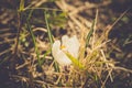 White Crocus Flowers Filtered Royalty Free Stock Photo