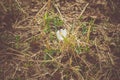 White Crocus Flowers Filtered Royalty Free Stock Photo