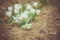 White Crocus Flowers Filtered Royalty Free Stock Photo