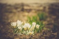 White Crocus Flowers Filtered Royalty Free Stock Photo