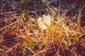 White Crocus Flowers Filtered Royalty Free Stock Photo