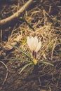 White Crocus Flowers Filtered Royalty Free Stock Photo
