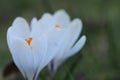 White crocus flowers. First spring white flowers.Floral delicate background.Crocus flower close-up on blurred green Royalty Free Stock Photo