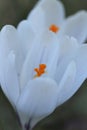 White crocus flowers. First spring white flowers.Floral delicate background.Crocus flower close-up on blurred green Royalty Free Stock Photo