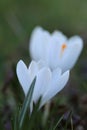 White crocus flowers. First spring white flowers.Floral delicate light background.Crocus flower close-up on blurred Royalty Free Stock Photo