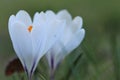 White crocus flowers. First spring white flowers.Floral delicate light background.Crocus flower close-up on blurred Royalty Free Stock Photo