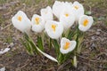 White crocus flowers growing from the ground. Royalty Free Stock Photo