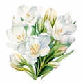 White Crocus Flowers Spring Bouquet Vector Illustration