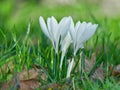 White crocus flowers on spring field Royalty Free Stock Photo