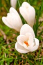 White Crocus Flowers in Spring Royalty Free Stock Photo