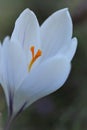 White crocus flowers. spring white flowers.Floral delicate light background.Crocus flower close-up on blurred green Royalty Free Stock Photo